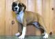 Boxer Puppies for sale in Barrytown, NY 12507, USA. price: NA