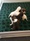 Boxer Puppies for sale in Indianapolis, IN, USA. price: $400