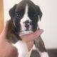 Boxer Puppies for sale in Anderson, IN 46016, USA. price: NA