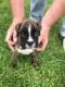 Boxer Puppies for sale in Riverdale Park, MD, USA. price: NA
