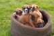 Boxer Puppies for sale in NC-150, Winston-Salem, NC, USA. price: NA