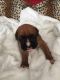 Boxer Puppies for sale in WY-110, Devils Tower, WY 82714, USA. price: NA