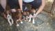 Boxer Puppies for sale in WY-110, Devils Tower, WY 82714, USA. price: NA