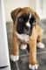 Boxer Puppies for sale in Lewiston, ME, USA. price: NA