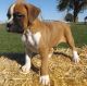 Boxer Puppies for sale in Portland, ME, USA. price: NA