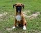Boxer Puppies for sale in Scottsville, KY 42164, USA. price: NA