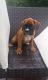 Boxer Puppies for sale in Auburn, IN 46706, USA. price: NA
