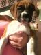 Boxer Puppies for sale in Sackets Harbor, NY 13685, USA. price: NA