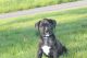 Boxer Puppies for sale in Madelia, MN 56062, USA. price: NA