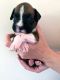 Boxer Puppies for sale in Colorado Ave, Santa Monica, CA, USA. price: NA