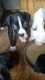 Boxer Puppies for sale in Killen, AL 35645, USA. price: $500