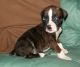 Boxer Puppies for sale in New York, NY 10001, USA. price: NA