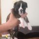 Boxer Puppies for sale in Pennsylvania Ave, Gibsonton, FL 33534, USA. price: NA