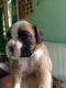 Boxer Puppies for sale in Portland, OR, USA. price: NA