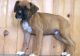 Boxer Puppies for sale in Indianapolis, IN, USA. price: $500