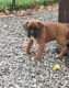 Boxer Puppies for sale in 662 Fulton St, Brooklyn, NY 11207, USA. price: NA