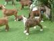 Boxer Puppies for sale in 501 Elm St, Dallas, TX 75202, USA. price: NA