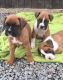 Boxer Puppies for sale in 773 Bedford Ave, Brooklyn, NY 11205, USA. price: NA