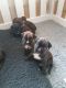 Boxer Puppies for sale in Austin, TX, USA. price: $500