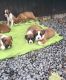 Boxer Puppies for sale in 617 Logan St, Denver, CO 80203, USA. price: NA