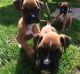 Boxer Puppies for sale in San Antonio, TX 78224, USA. price: NA