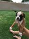 Boxer Puppies for sale in NM-502, Los Alamos, NM 87544, USA. price: NA