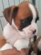 Boxer Puppies for sale in St Stephen, SC 29479, USA. price: $400