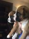 Boxer Puppies for sale in Pennsylvania Ave, Santa Monica, CA 90404, USA. price: NA