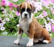 Boxer Puppies for sale in Jacksonville, FL, USA. price: $400