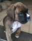 Boxer Puppies for sale in Memphis, TN 37501, USA. price: NA