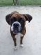 Boxer Puppies for sale in OH-48, Covington, OH 45318, USA. price: NA