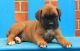 Boxer Puppies for sale in Egg Harbor Township, NJ 08234, USA. price: NA