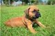 Boxer Puppies for sale in Austin, TX, USA. price: NA