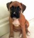 Boxer Puppies for sale in Ajax, ON, Canada. price: NA