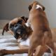Boxer Puppies for sale in Ajax, ON, Canada. price: NA
