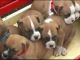 Boxer Puppies for sale in West Vancouver, BC, Canada. price: NA