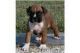 Boxer Puppies for sale in West Vancouver, BC, Canada. price: NA