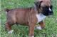 Boxer Puppies for sale in Whitby, ON, Canada. price: NA