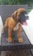 Boxer Puppies for sale in Atmore, AL 36502, USA. price: NA