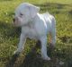 Boxer Puppies for sale in Hyattsville, MD, USA. price: NA
