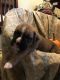 Boxer Puppies for sale in Big Rapids, MI 49307, USA. price: NA