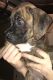 Boxer Puppies for sale in Bensenville, IL 60106, USA. price: NA