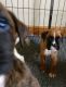 Boxer Puppies for sale in Pennsylvania Ave, Santa Monica, CA 90404, USA. price: NA