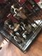 Boxer Puppies for sale in Lexington, SC, USA. price: $700