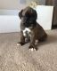 Boxer Puppies for sale in Palm Springs, CA, USA. price: NA