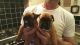 Boxer Puppies for sale in Palo Alto, CA, USA. price: NA