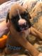 Boxer Puppies for sale in Big Rapids, MI 49307, USA. price: NA