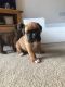 Boxer Puppies for sale in Geneva, OH 44041, USA. price: NA
