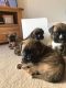 Boxer Puppies for sale in Geneva, OH 44041, USA. price: NA