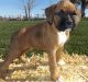 Boxer Puppies for sale in Tyler, TX, USA. price: NA
